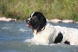 LANDSEER 432